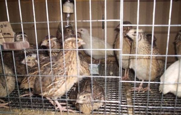 Monthly quail in a cage