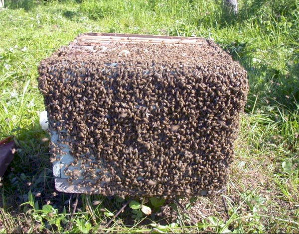 Swarming bees