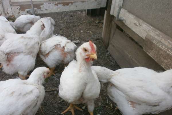  Broilers mensili