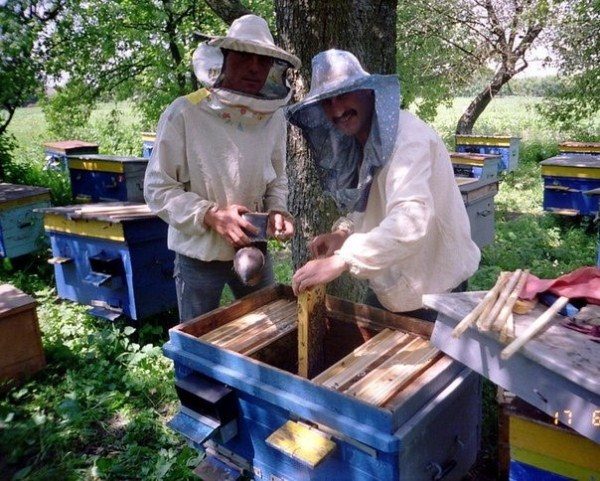  Oamenii lucrează în stupină