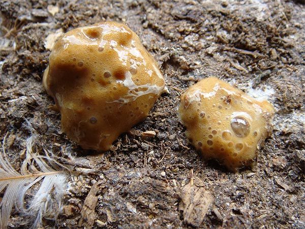  Yellow diarrhea in chickens