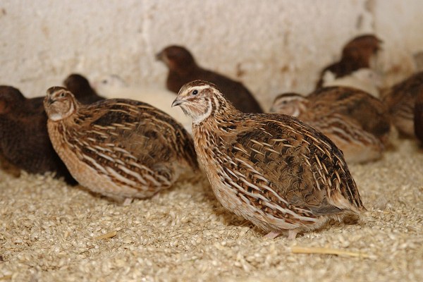  Codornices