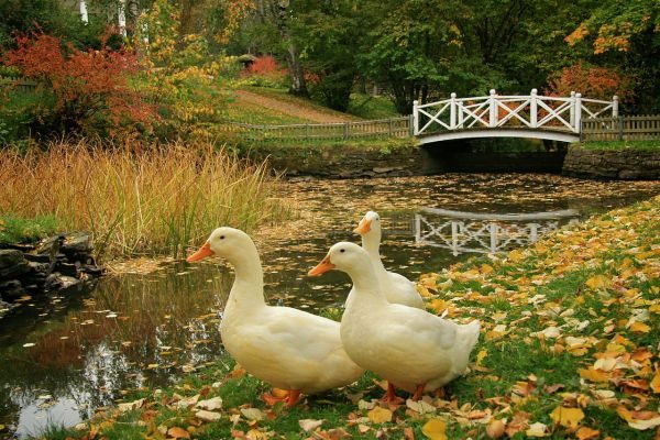  Adult ducks walking by the pond