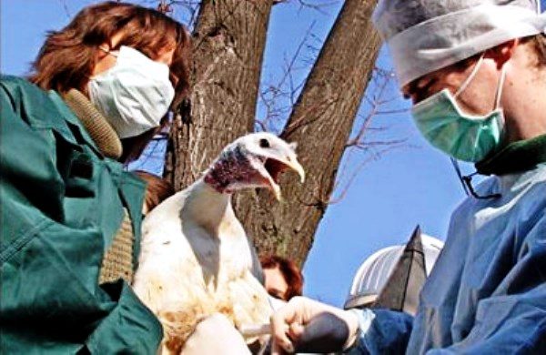  Vet examines turkey