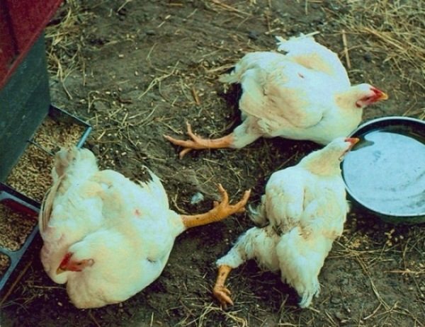  I polli da carne cadono in piedi
