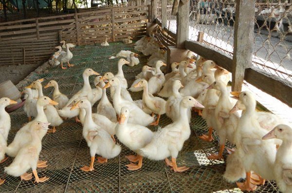  Grown-up incubator ducks in the pen