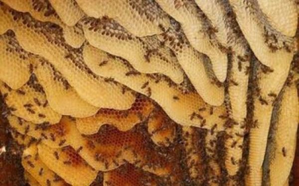  Miel de abejas silvestres en panal