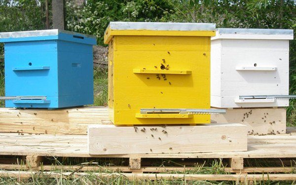 Single hive