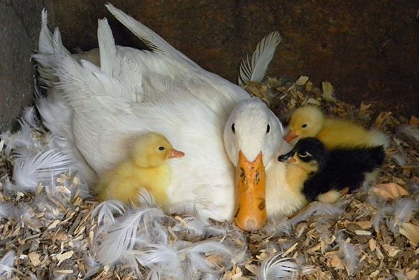  Cultivation of ducklings by duck
