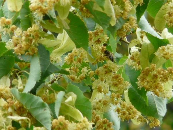  Linden flores y abejas