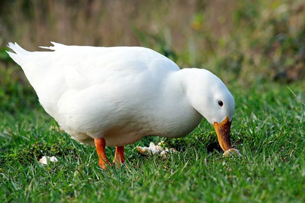  Adult duck looking for food