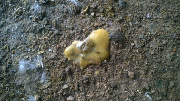  Light brown diarrhea in chickens
