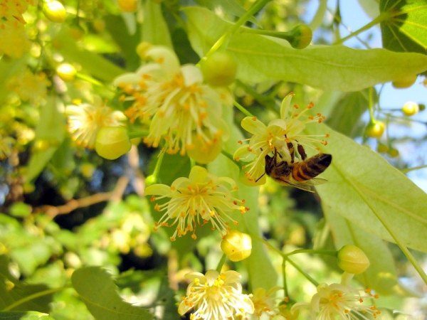  Abeja en flor de tilo