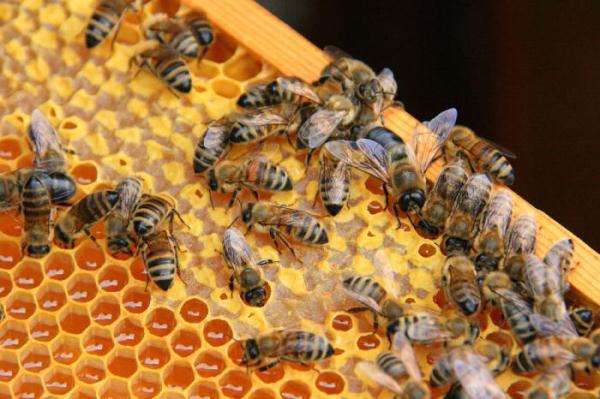  Abejas en el marco
