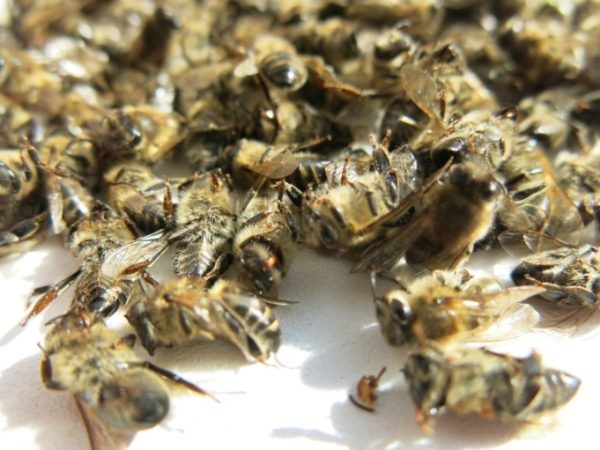  Bee Pomor