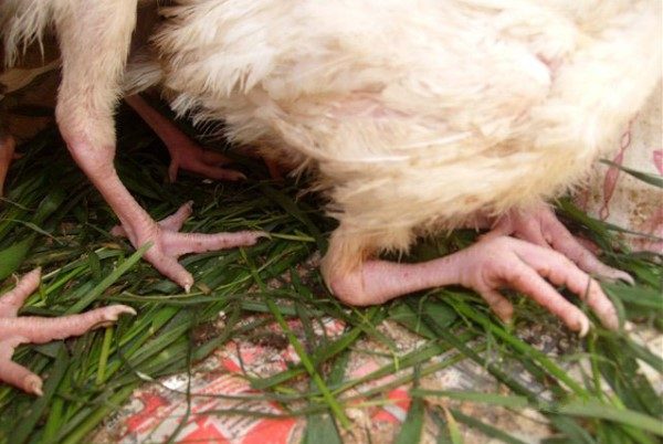  Turkey leg diseases