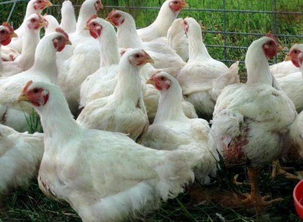 Pollos de engorde