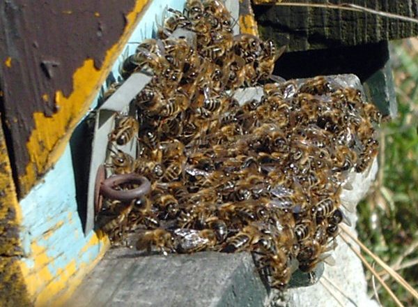  Dead bees