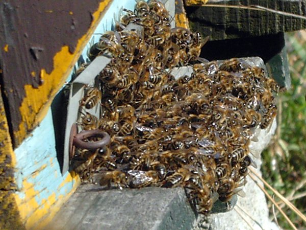  Dead bees
