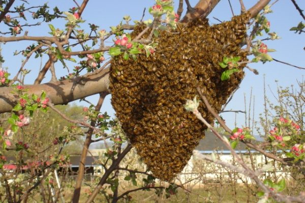  Swarm on the tree