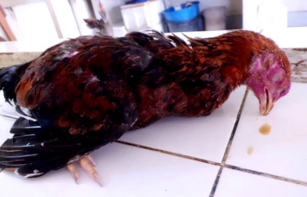  Enfermedad de Newcastle, pseudoto en pollos.