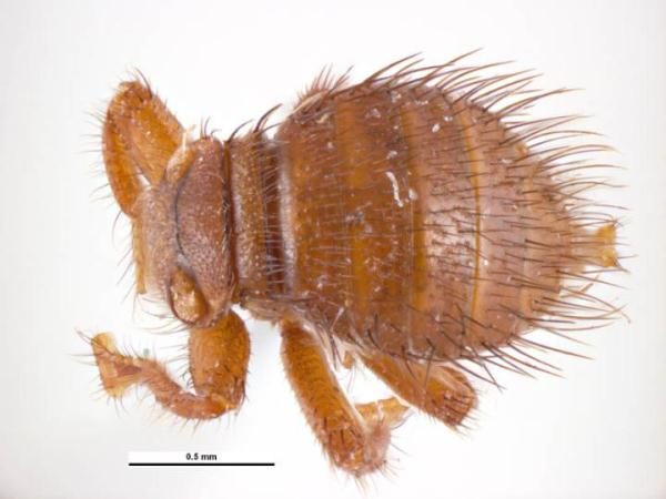  Bee louse, Brala
