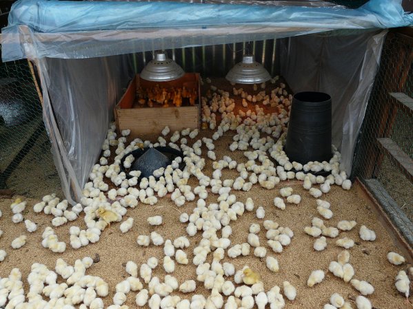  Monthly chicks in the pen