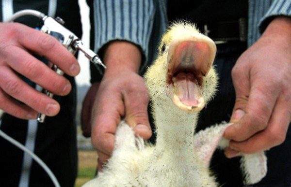  Vaccinazione degli uccelli