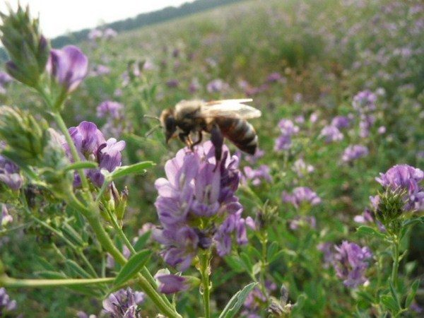  Abeja recolecta néctar de la flor de alfalfa