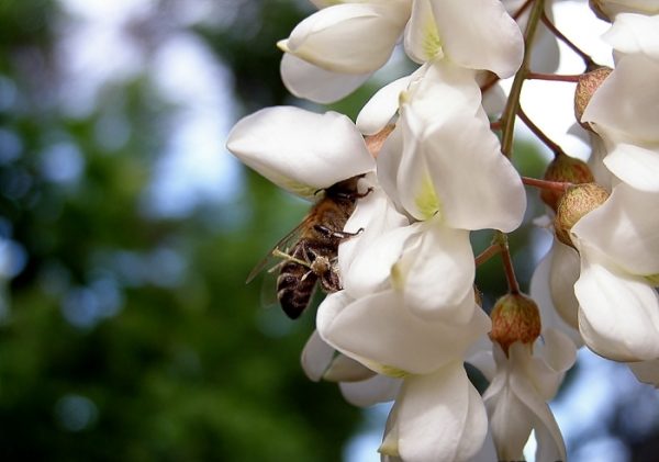  Abeja recolecta néctar sobre una flor de acacia blanca.