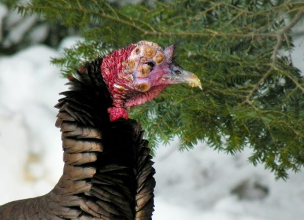  Smallpox in turkeys