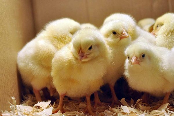  Determining the sex of chickens