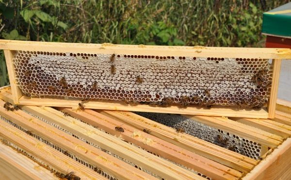  Miel angular en panal
