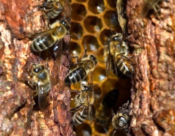  Abejas silvestres