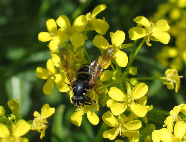  Trébol amarillo y abeja