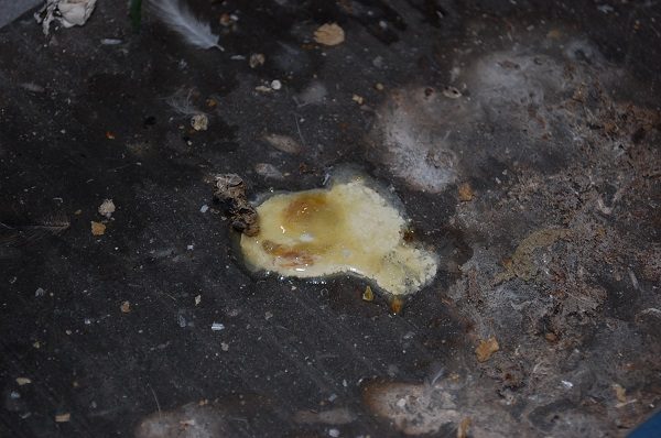  White diarrhea in broilers