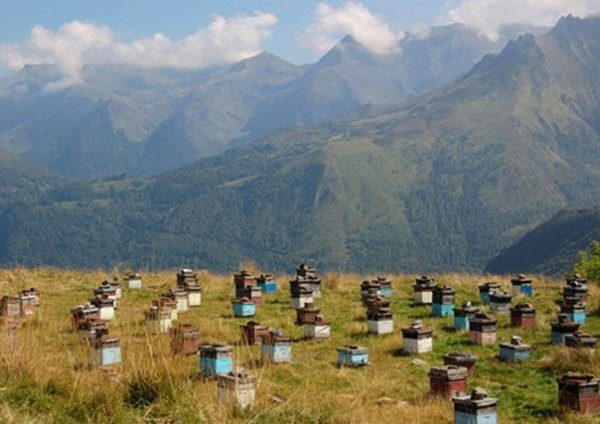  Apiario en las montañas