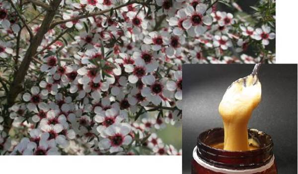  Manuka Honey