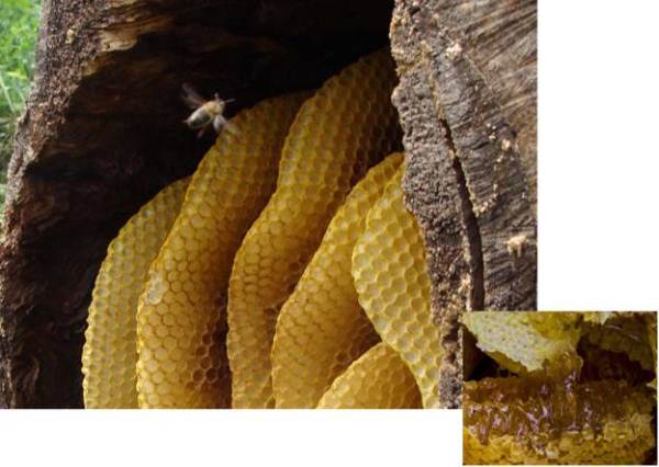  Wild honey