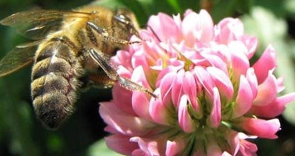  Abeja recolecta néctar de la flor del trébol