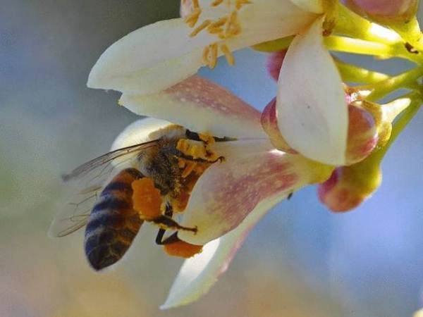  Bee collects nectar from a tea tree flower