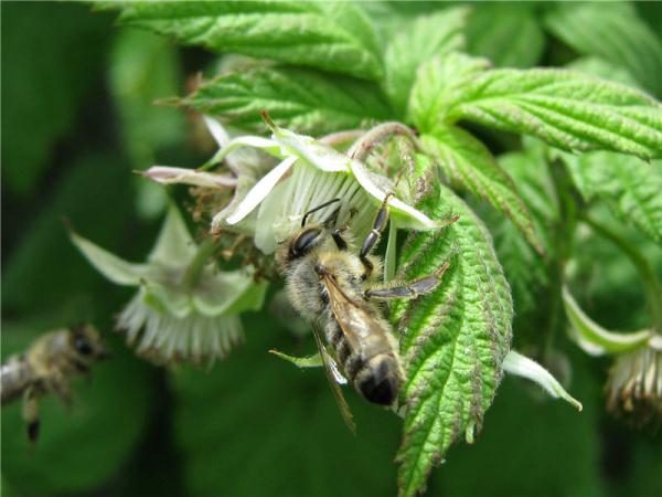  Flor de frambuesa con abeja