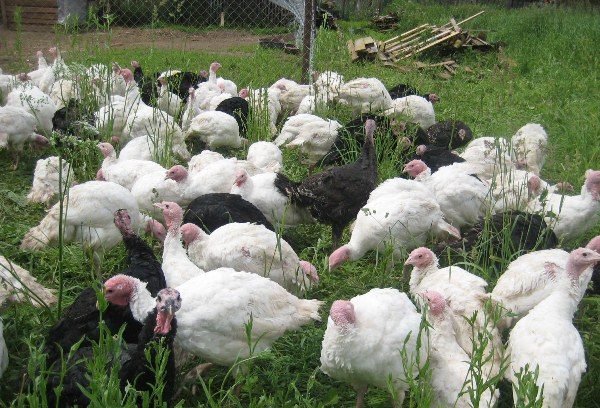  Open-range turkeys