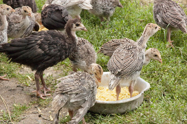  Pavos de pavo