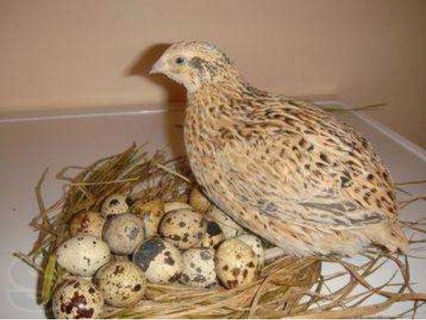  Quail quail