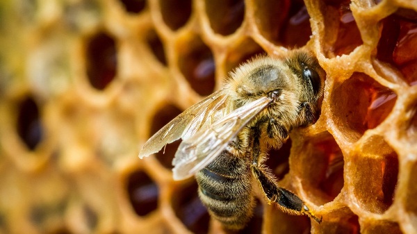  Bee on honeycomb