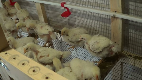  Feeding Chickens Organization