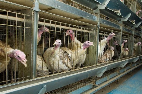  Turkeys in cages