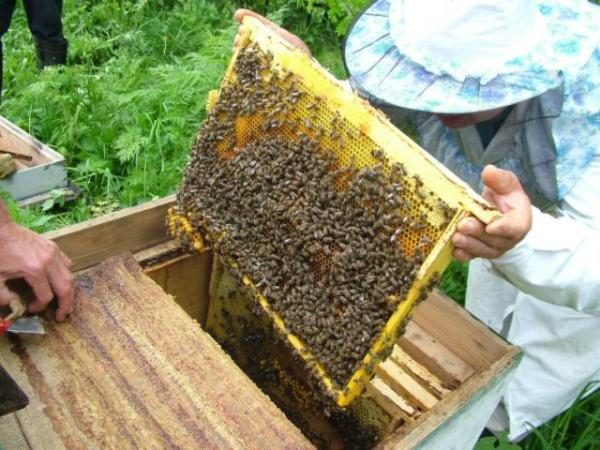  Frame with bees