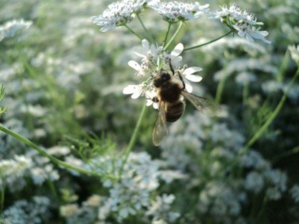  Sobre la flor de la abeja de cilantro.